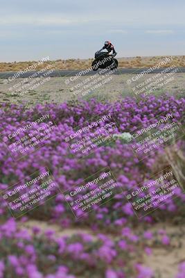 media/Jan-14-2023-SoCal Trackdays (Sat) [[497694156f]]/Turn 14 Exit Bloomig (145pm)/